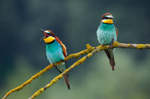 istock Two beautiful European bee-eaters (Merops apiaster) 1162852393