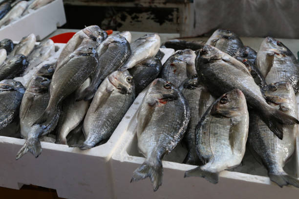 istock Different sea fish at a fish market in Croatia 1162853178