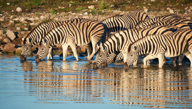 istock Burchell's zebras (Equus quagga burchellii) drink at a waterhole 1162853459