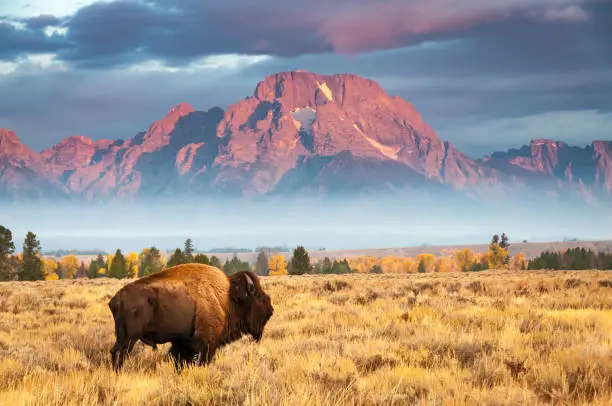 A bison stands in front of Mount Moran, north of Jackson Hole Wyoming