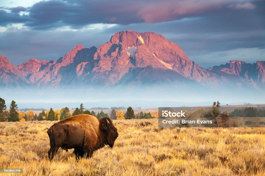 Bison A bison stands in front of Mount Moran, north of Jackson Hole Wyoming Wyoming Stock Photo