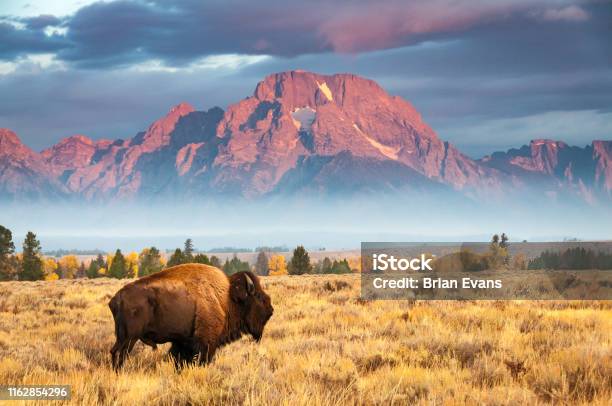 Bison Stock Photo - Download Image Now - Wyoming, Jackson Hole, USA