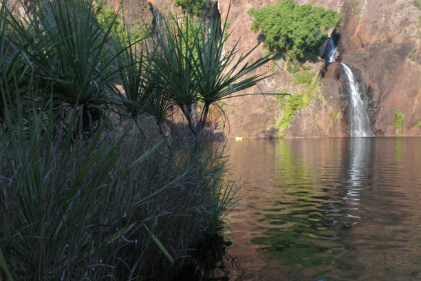 wodospad wangi w parku narodowym litchfield northern territory australia - wangi falls zdjęcia i obrazy z banku zdjęć