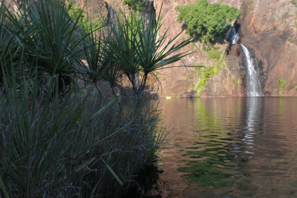 wangi falls in litchfield national park northern territory australia - wangi falls imagens e fotografias de stock