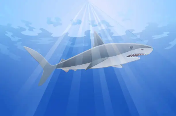 Vector illustration of Shark swimming underwater vector
