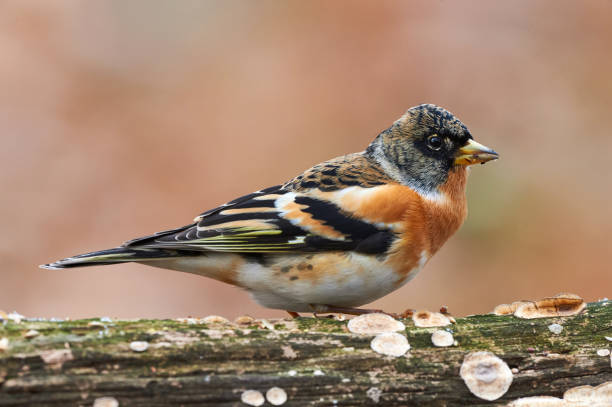 schöne männliche brambling (fringilla montifringilla) - chaffinch stock-fotos und bilder