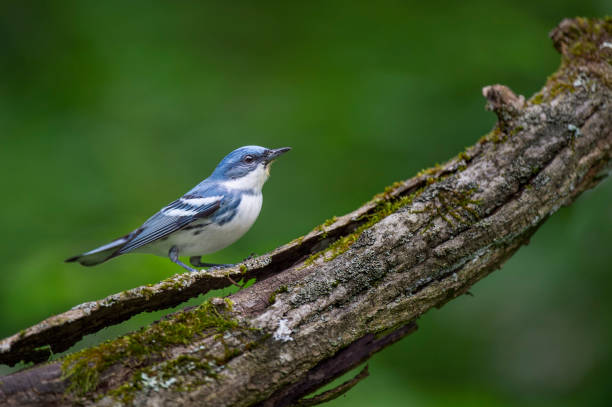 istock A bright blue Cerulean Warbler perched on a heavy textured log with moss and a smooth green background. 1162854699