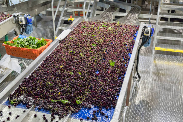 istock Fresh ripe red bing cherries in a packing warehouse in Oregon 1162856542
