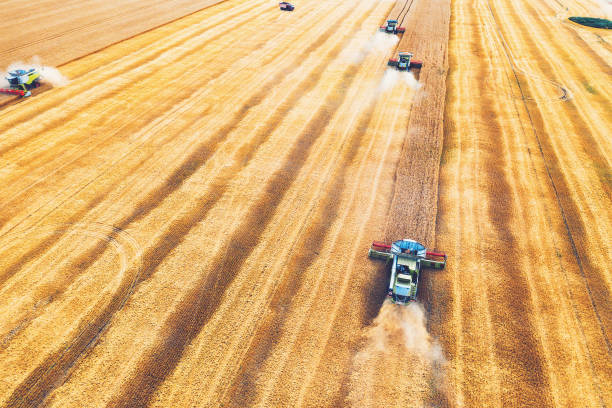 istock Combine harvesters gathers wheat, aerial view 1162856756