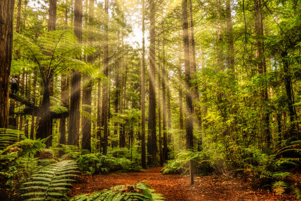 Beautiful dramatic sun rays deep in the Redwoods forest at Rotorua