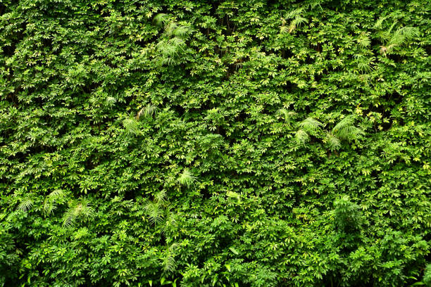 Plants wall or Green leaves wall texture background. Plants wall or Green leaves wall texture background. fern texture stock pictures, royalty-free photos & images