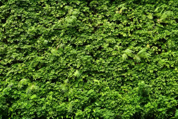 Photo of Plants wall or Green leaves wall texture background.