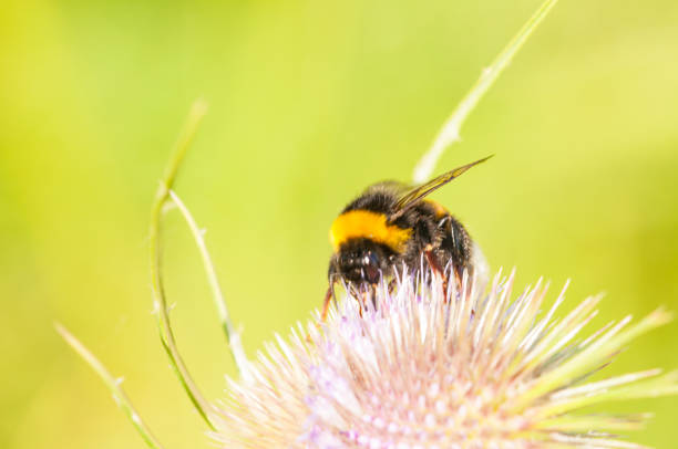 istock A bumblebee on a pink flower.Insect on flower. 1162862081
