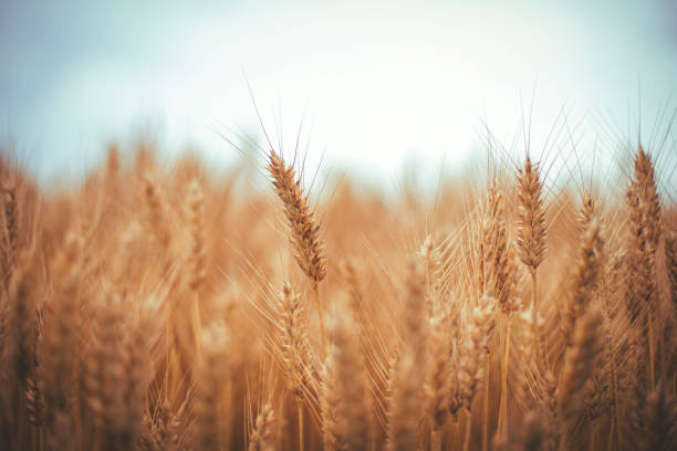 istock Golden wheat field and sunny day 1162863980