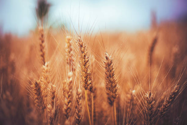 istock Golden wheat field and sunny day 1162863987