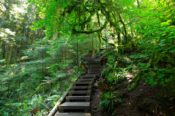 istock Wooden staircase in rainforest in North Vancouver, BC 1162866342