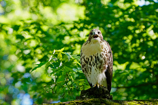 Fledgling red-tailed hawk calling out parent hawk to feed it on branch of silver maple tree in Toronto, Ontario, Canada