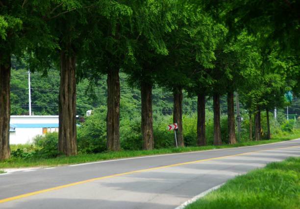 istock Go to Jinan Meta Road, full of greenery. 1162868110