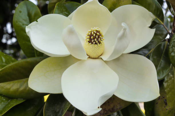 istock magnolia flower, Magnolia grandiflora 1162868117