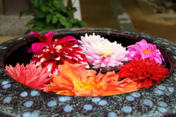 istock The dahlia which floats on water 1162868420