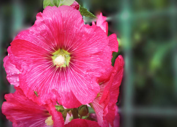 istock Pink malva Silvestris, Malva alcea 1162869909