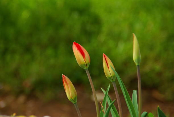 istock Beautiful flowers have a fine view. 1162870004