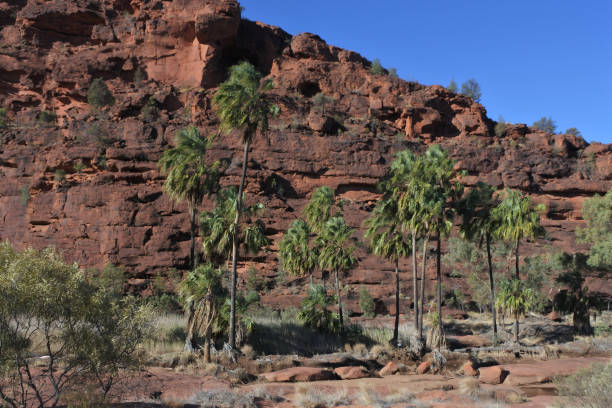 palm valley west macdonnell ranges territorio del norte australia - outback 4x4 australia australian culture fotografías e imágenes de stock