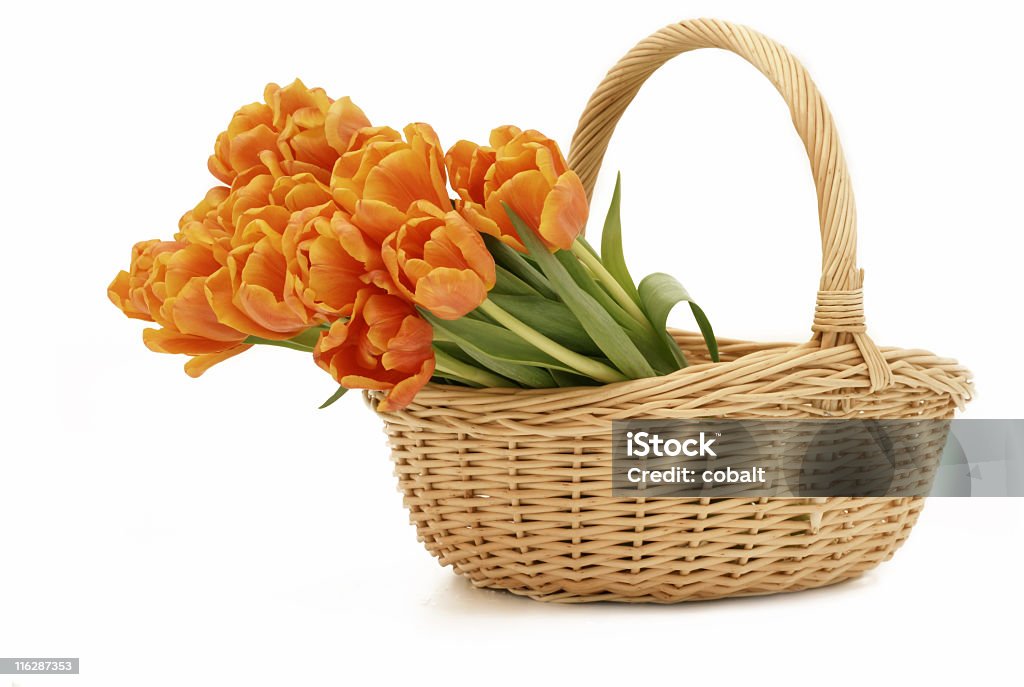 Fresh Flower Basket Beautiful tulips in a basket Basket Stock Photo