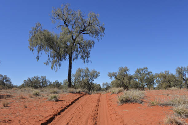 오스트레일리아 아웃백의 비포장 도로 - outback 4x4 australia australian culture 뉴스 사진 이미지
