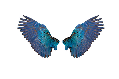 Las alas traseras del guacamayo azul y dorado aislado sobre fondo blanco photo