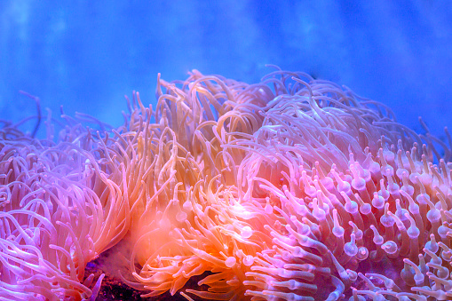 The amazing diversity of sea anemone