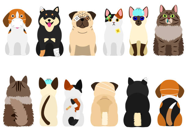 ilustrações de stock, clip art, desenhos animados e ícones de unhappy sick cats and dogs set - animal nose