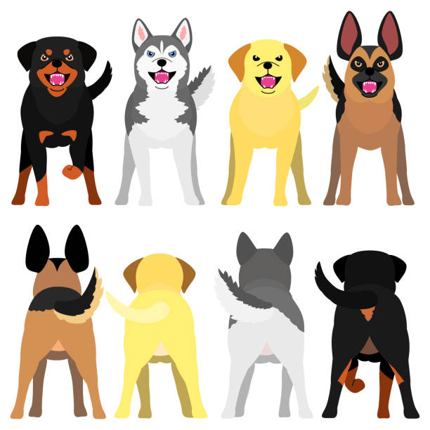 illustrazioni stock, clip art, cartoni animati e icone di tendenza di abbaiare big dog set - cane morde coda