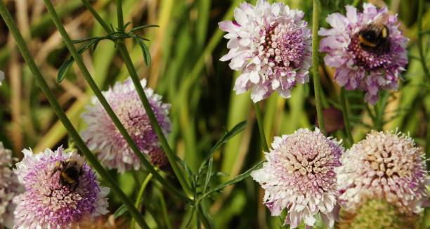 istock Bumble Bees and European Honey Bees 1162877614