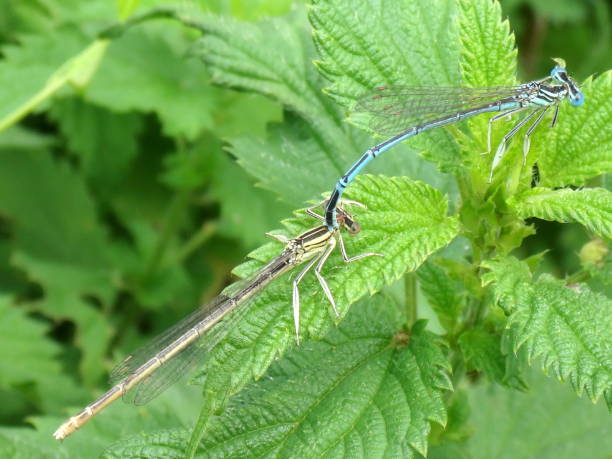 istock Dragongly couple breeding in the nature 1162877937