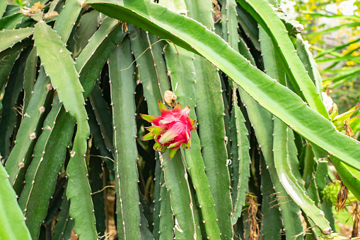 Dragon fruits are cultivated in Miyako Island (Miyakojima), Okinawa, Japan.