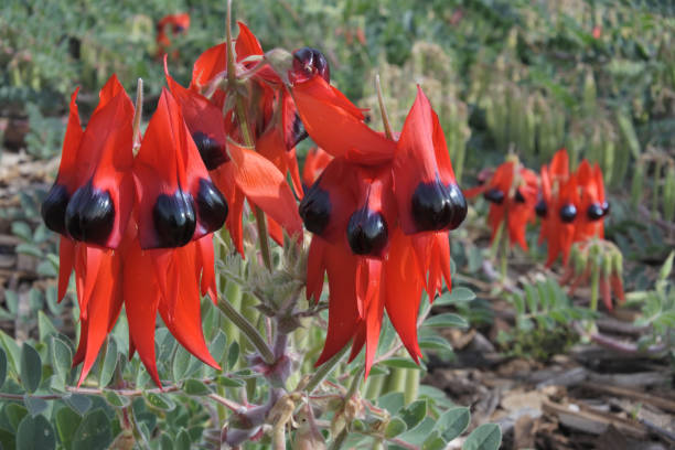 istock Swainsona formosa Plants growing in Australia Outback 1162880488