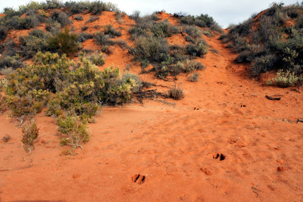 istock Kangaroo footprints on red sand in Australia outback 1162880547