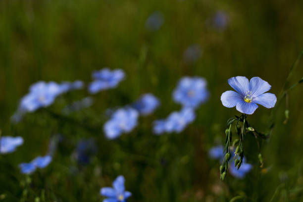 istock Blue flax flowers in field 1162880598