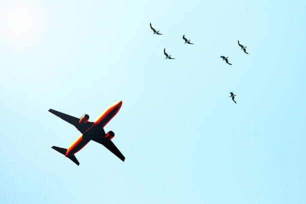 istock Airplane and birds flying. Risk of Flight - birds. 1162880836