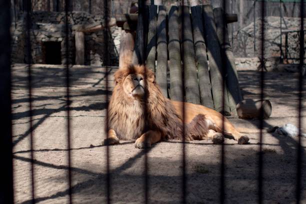 istock lion trapped in a zoo cage 1162882245