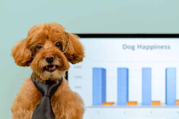 ein entzückender brauner spielzeugpudel hund trägt krawatte und brille. - hund grafiken stock-fotos und bilder