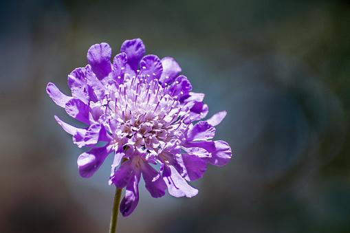 Close up of Pincushion Flower (Scabiosa columbaria) on a dark background