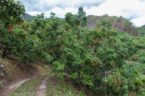 istock Lychee trees with ripe fresh fruits hanging down from tree branches. 1162885670