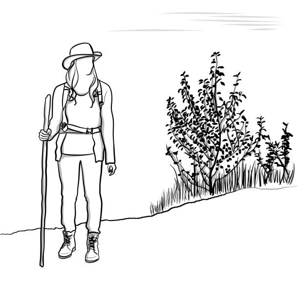 Hiking Beauty Beautiful young woman in hiking outfit standing and holding a walking stick hiking drawings stock illustrations