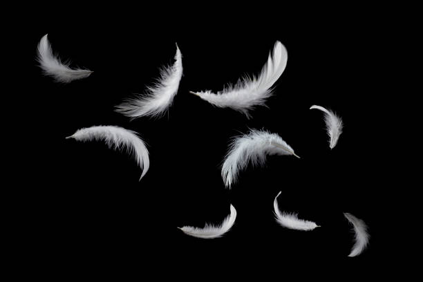 istock slof white feathers floating in the air. 1162890998