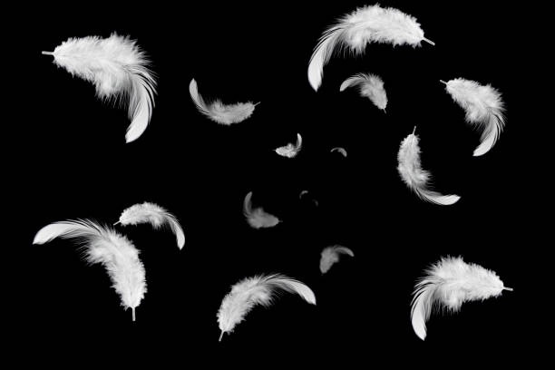 istock group of white feathers floating in the air. 1162891700