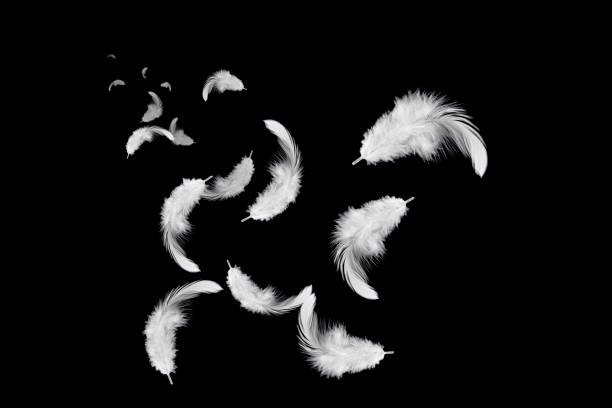 istock group of white feathers floating in the air. 1162891726