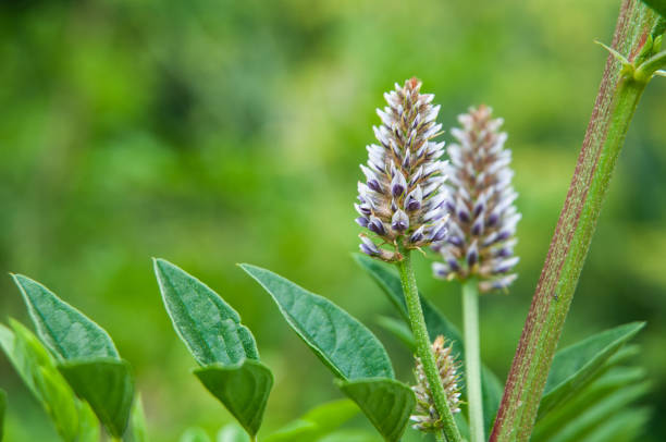 close-up of pale blue inflorescence and pinnate leaves of a licorice shrub