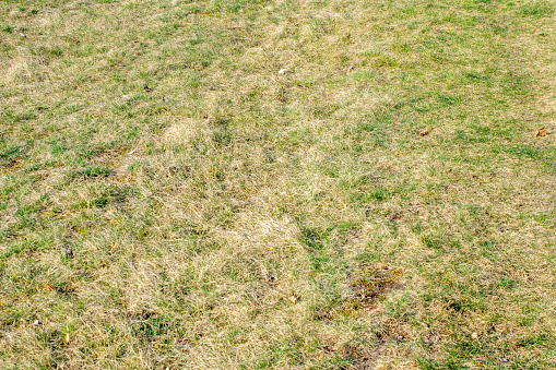 dry lawn with green tufts of grass
